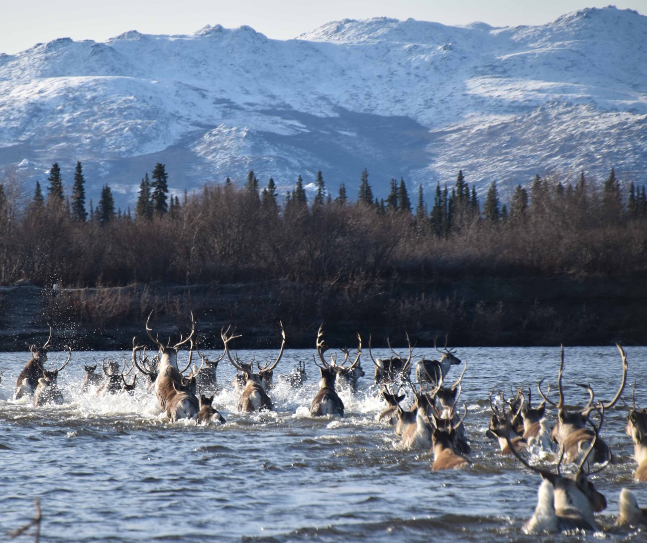 onion portage caribou