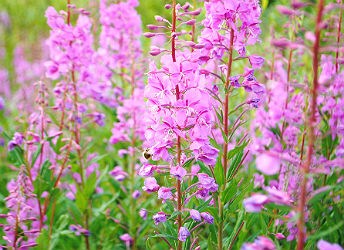 pink/purple flowers of blooming fireweed