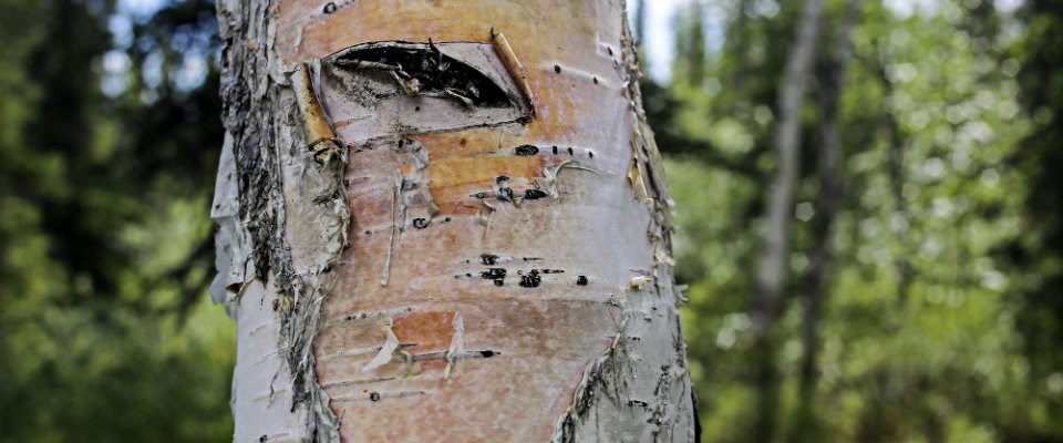 close up of birch tree bark on tree