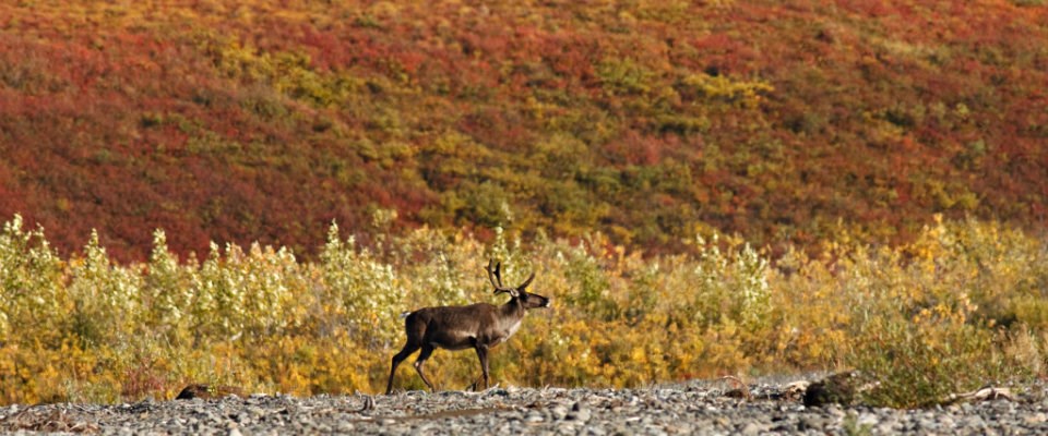one caribou with fall colors in the background