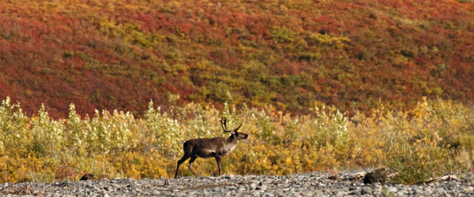 caribou with fall colors in the background caribou with fall colors in the background