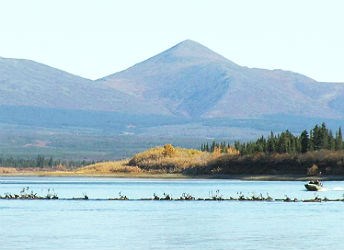 hunters in a motor boat shooting at caribou crossing a river