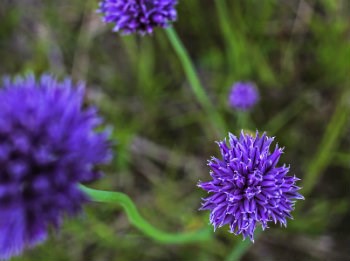 purple flowers