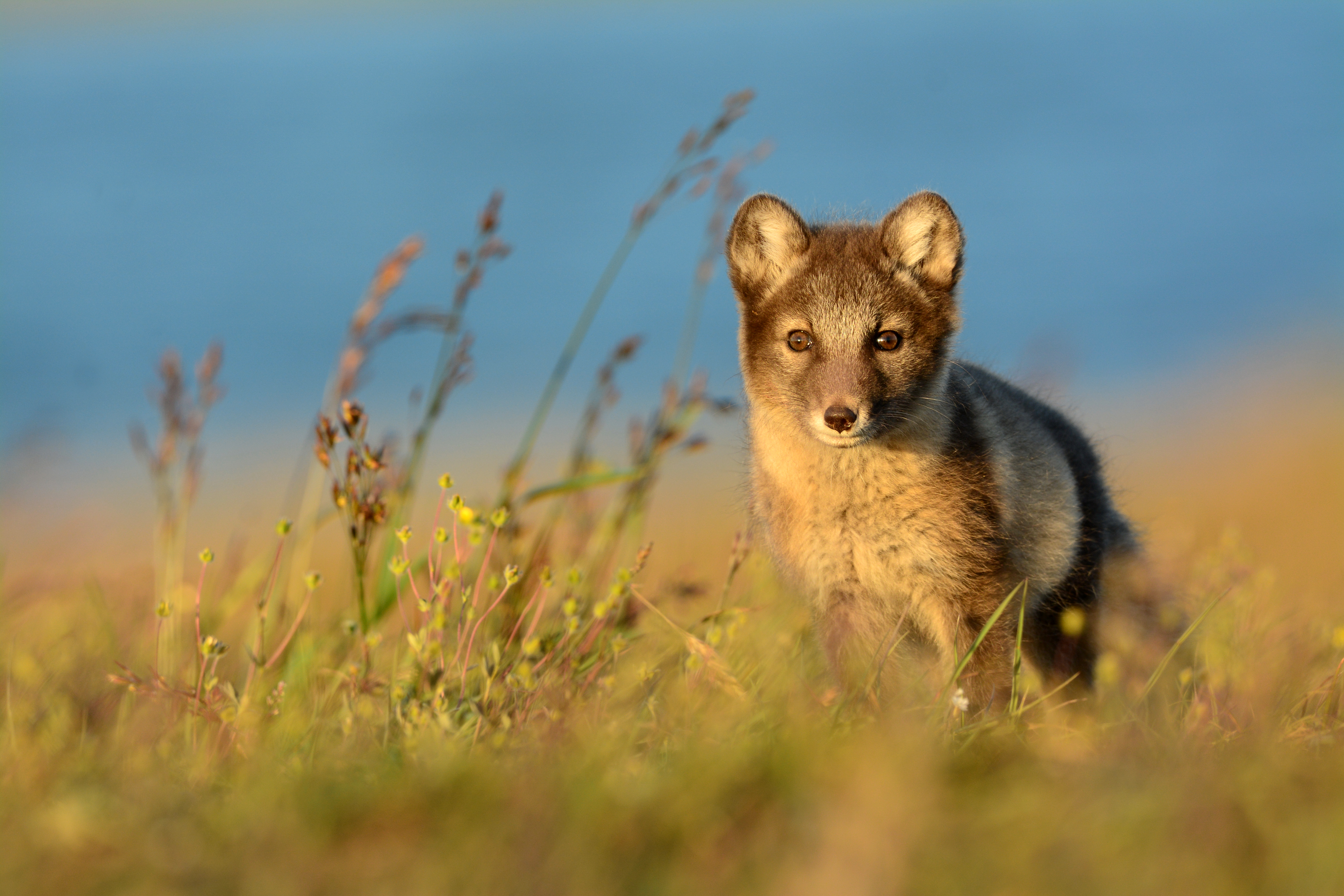 Arctic fox in transition