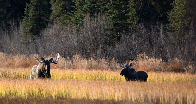 Two bull moose in meadow