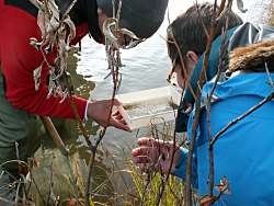 2 students examine aquatic insects