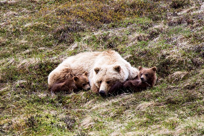 Grizzly bear with cubs laying on tundra.