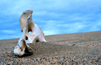 caribou skull on sand