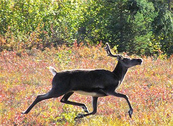 Single caribou jogs through shrubs Single caribou jogs through shrubs