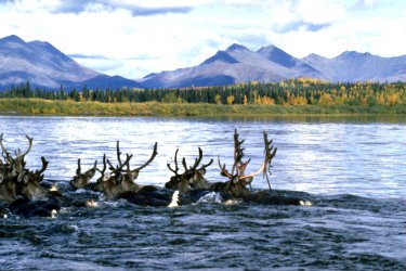 caribou swim across river with green and yellow trees in the background