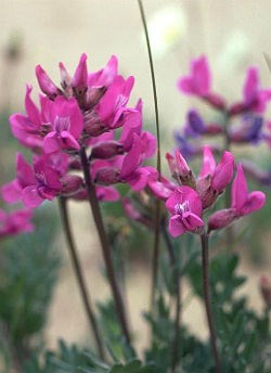 pink flower with sand in the background