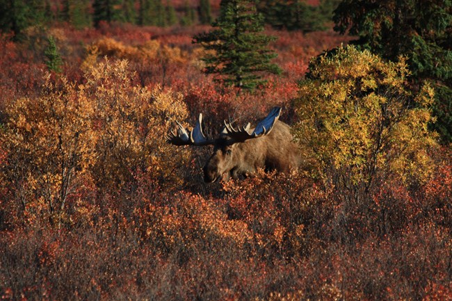 Bull moose in Denali National Park
