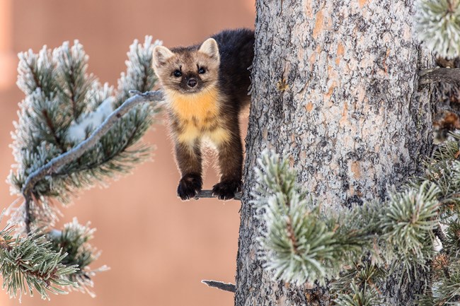 Marten stands on a branch with front feet and on a different branch of a pine tree with its back feet.