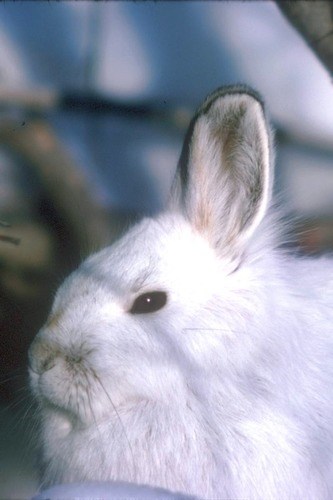 Close up of snowshoe hare