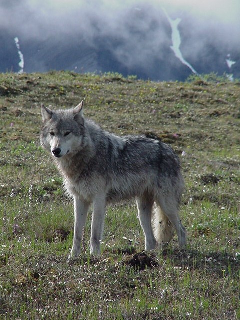 A grey wolf outlined against the tundra stares at something in the distance.