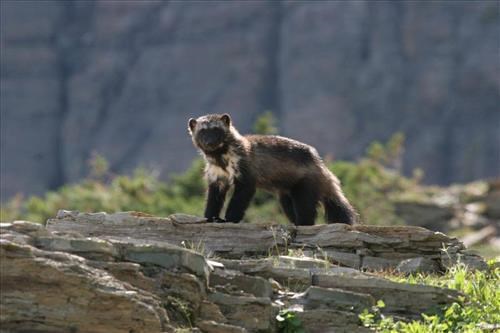 Wolverine standing on a rock outcrop in summer.