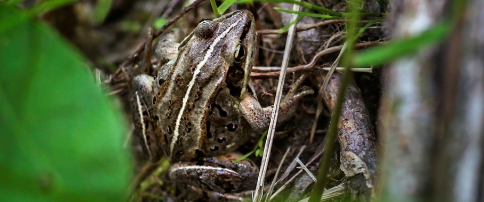 Tiny Frogs: Find your favorite choice on !