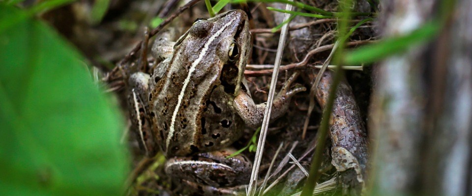 wood frog on the ground surrounded by plants