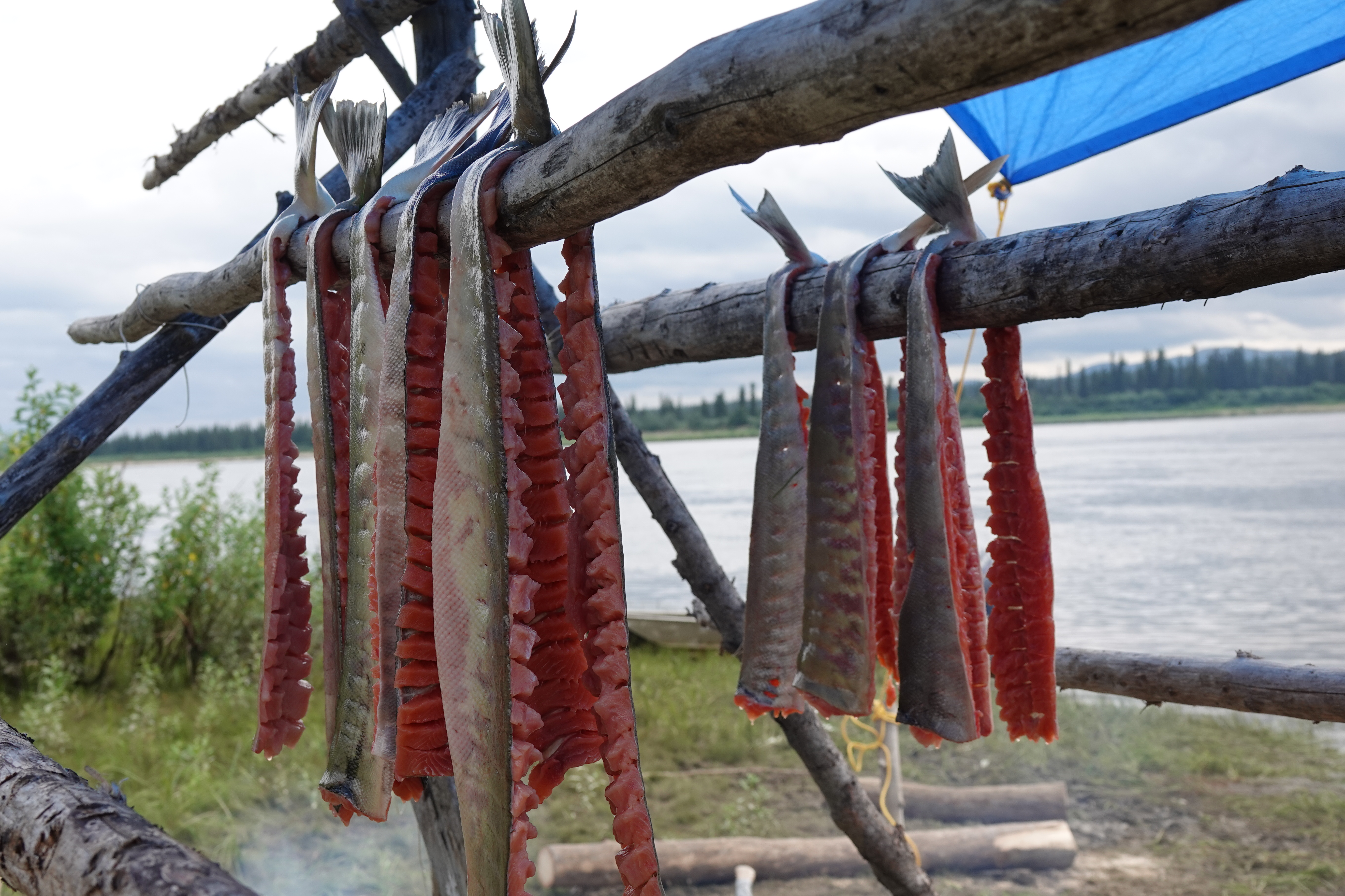Chum salmon drying on a wooden rack.