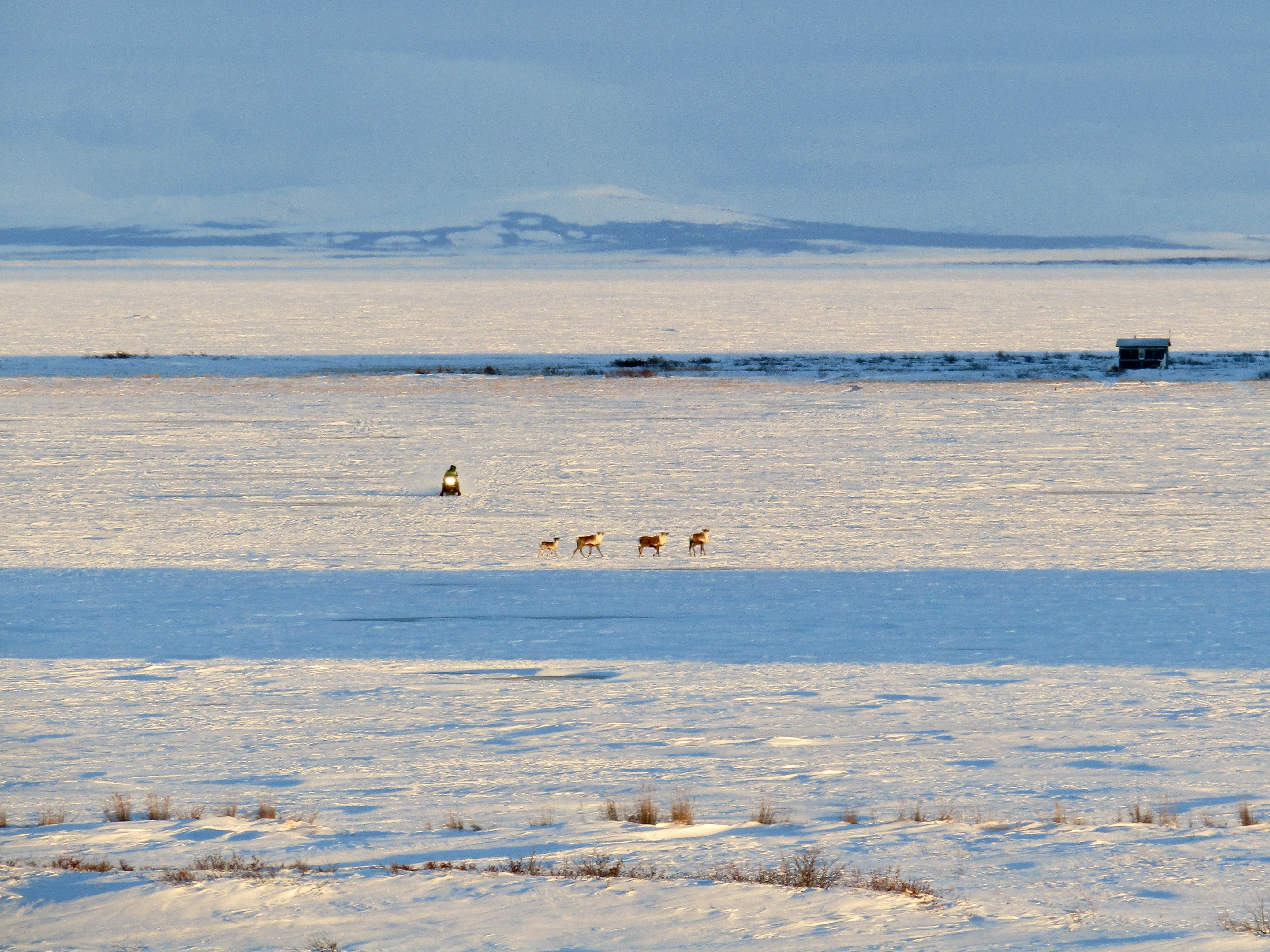 Carrbou and a snowmachine move in different directions across the tundra