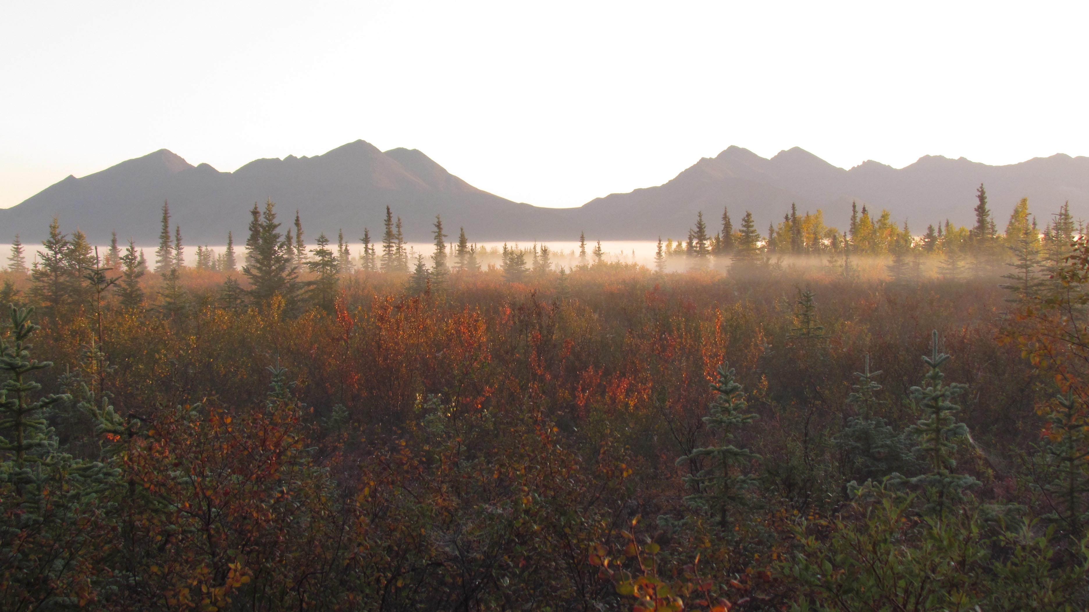 A mist filled forest of spruce and willow on a fall morning with the Jade Mountains in the background