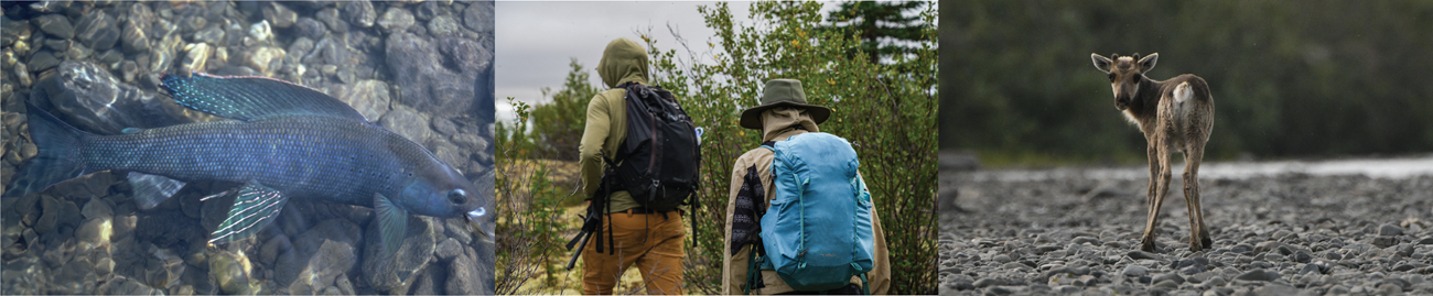Arctic Grayling / Hiking the Sand Dunes / Caribou Calf