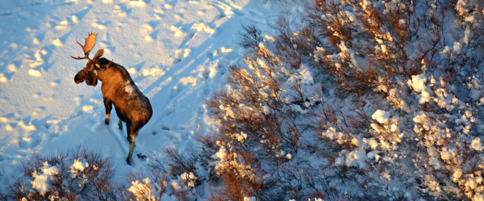 Aerial view of a moose on the snow