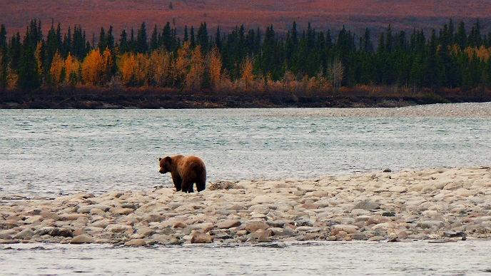 Grizzly bear stands on a gravel bar in a river with fall colors behind it