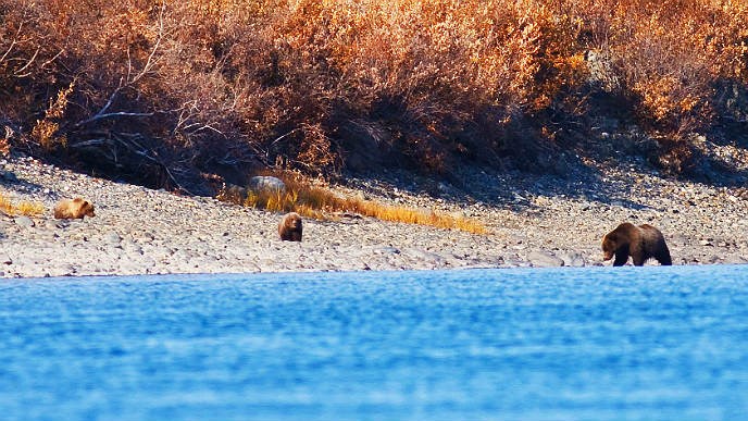 Mother bear with two cubs on the bank of a river