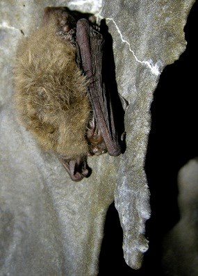 Townsend bat hibernating at Lava Beds.