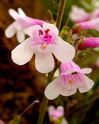 Hot-rock penstemon (white morph)