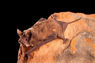 Brazilian Free-tailed Bat