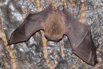 Townsend's Big-eared Bat