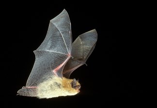 California Bat