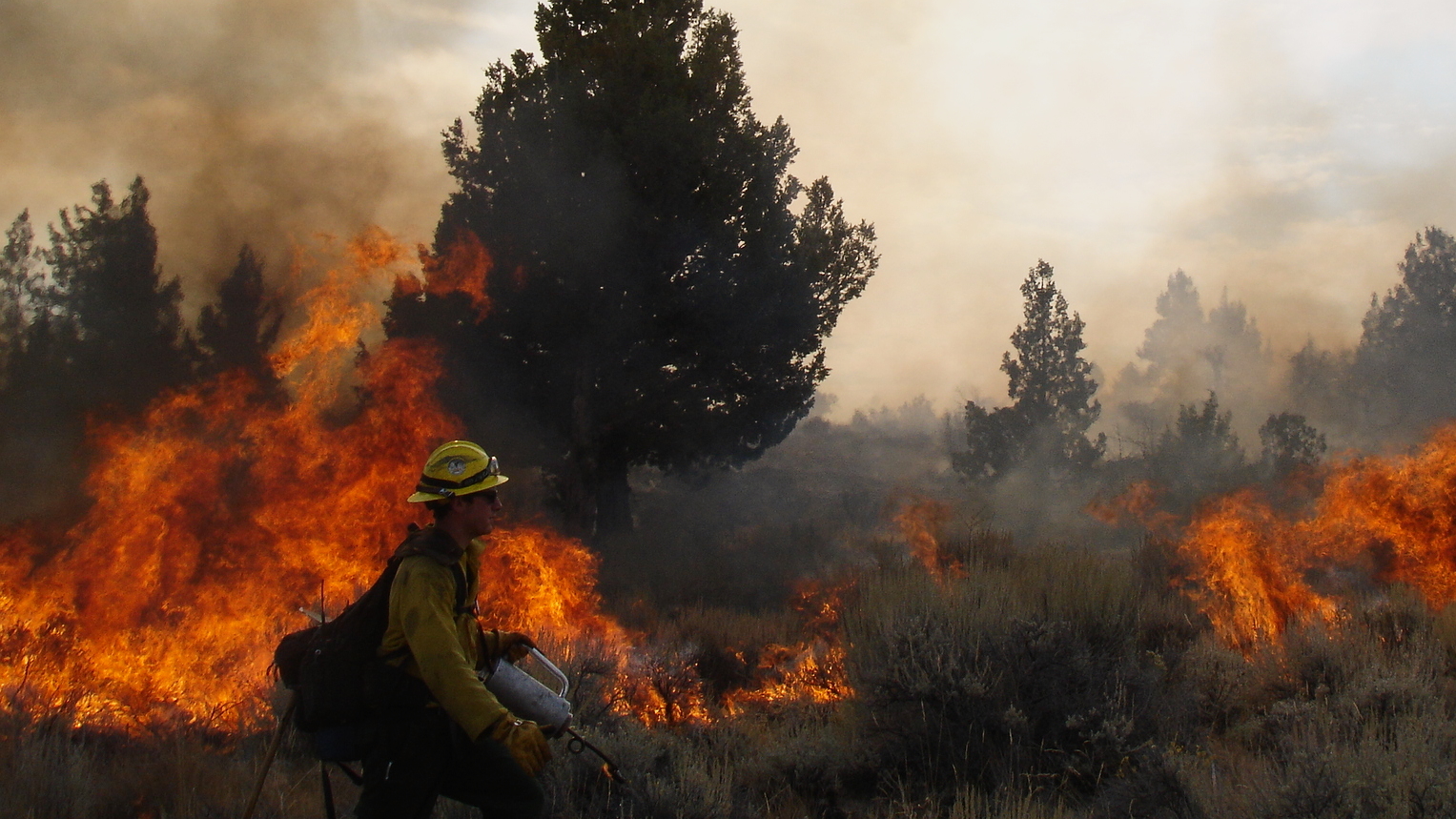 A fire crew member in yellow gear uses a fire starter while a fire burns near juniper trees in the background.