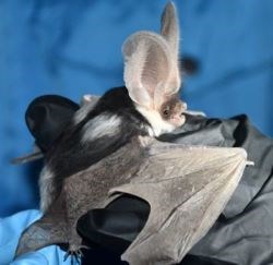 A spotted bat held by a bat researcher