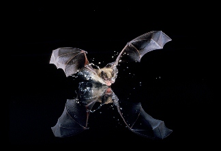 bat species lava beds national monument u s national traveling brochures
