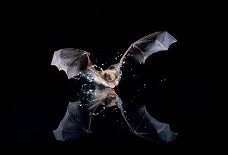 Long-legged Bat