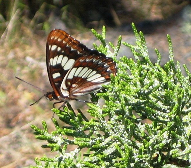 Lorquin's Admiral