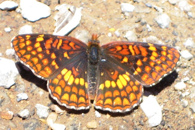 Northern Checkerspot