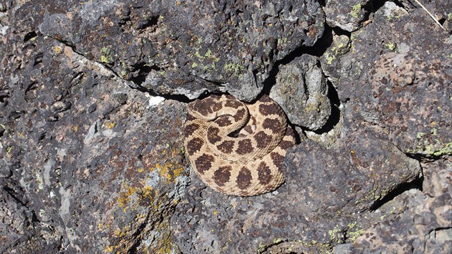 A rattlesnake coiled in basalt rock