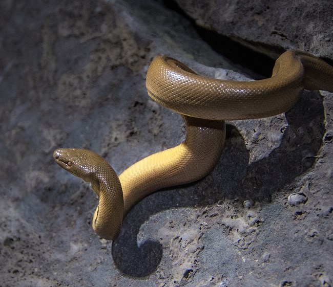 A gray-green snake emerges from a rock and curves downward