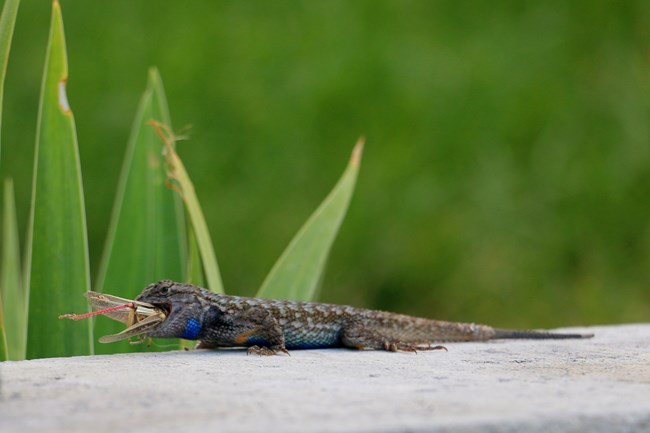 A gray and brown patterned lizard consuming a grasshopper, with greenery in the background