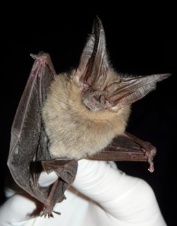 Townsend's Big-eared Bat