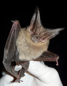 Townsend's Big-eared Bat Townsend's Big-eared Bat