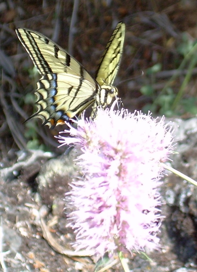 Two-tailed Swallowtail