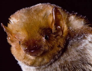 A close up of a Western Red Bat.