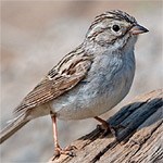 Brewer's Sparrow