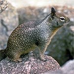 California ground squirrel