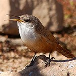 Canyon Wren